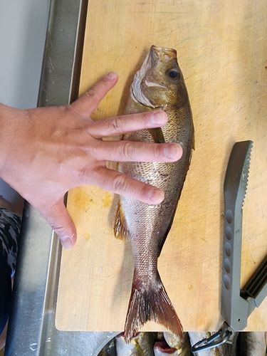 イサキの釣果