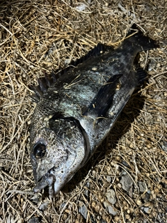 チヌの釣果