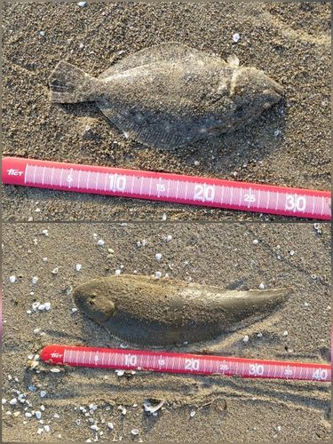 ヒラメの釣果