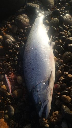 サクラマスの釣果