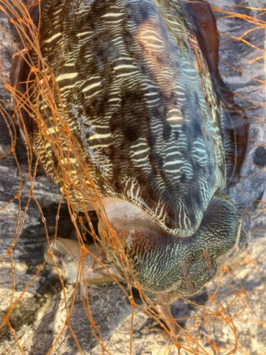 モンゴウイカの釣果