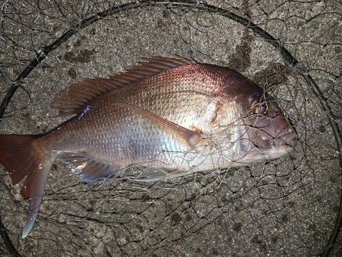 マダイの釣果