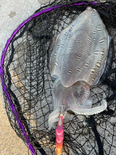 モンゴウイカの釣果