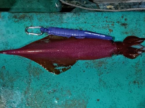 ケンサキイカの釣果