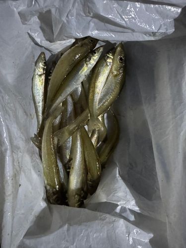 キスの釣果