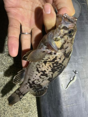 クロソイの釣果