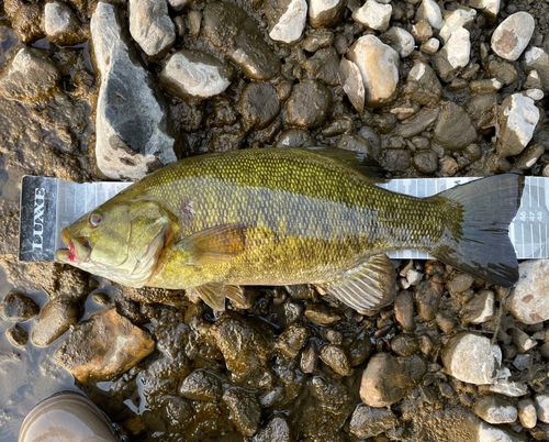 スモールマウスバスの釣果