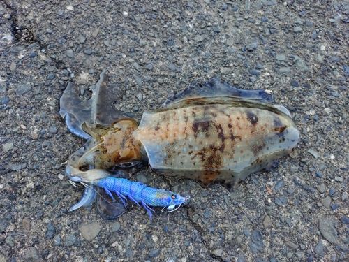 アオリイカの釣果