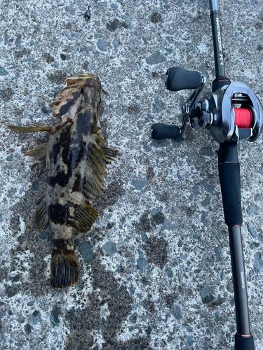 ベッコウゾイの釣果