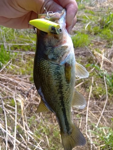ラージマウスバスの釣果