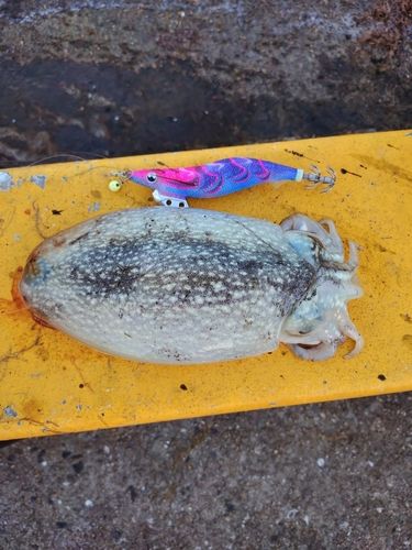 シリヤケイカの釣果