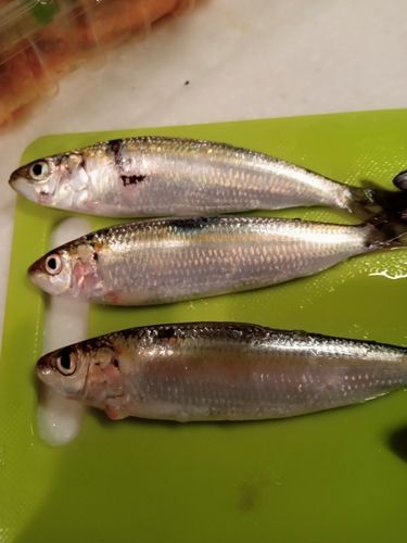 サッパの釣果