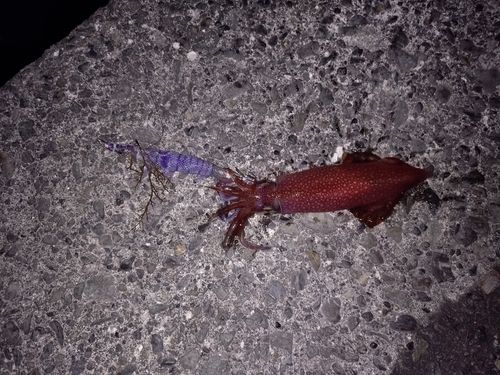 ヤリイカの釣果