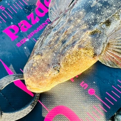 マゴチの釣果