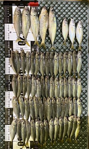 アジの釣果