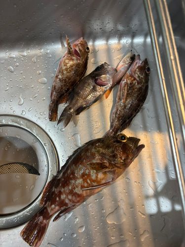 カサゴの釣果