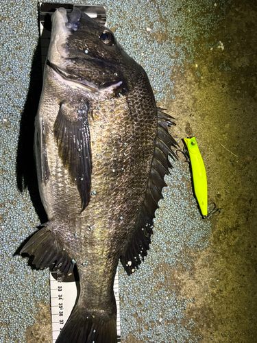 チヌの釣果