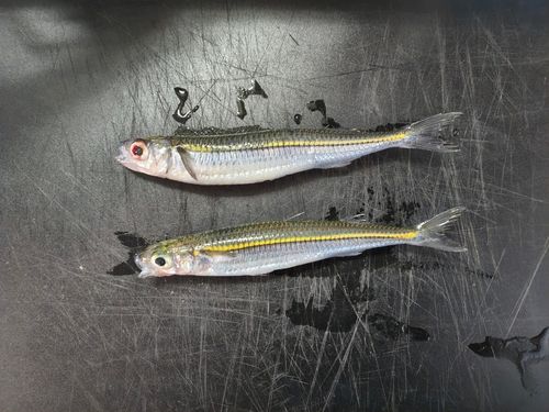 ギンイソイワシの釣果