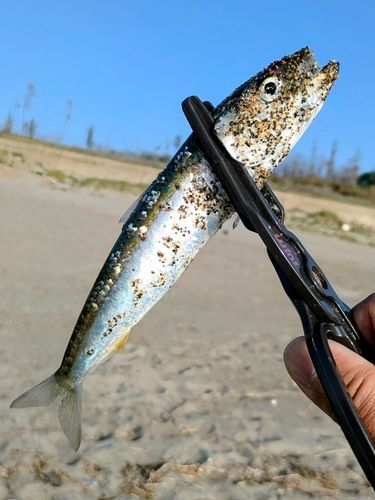 マイワシの釣果