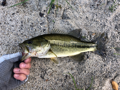 ラージマウスバスの釣果