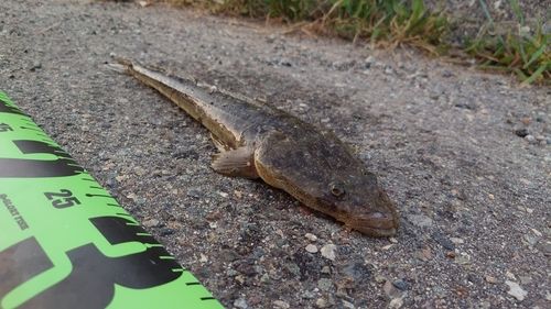 マゴチの釣果