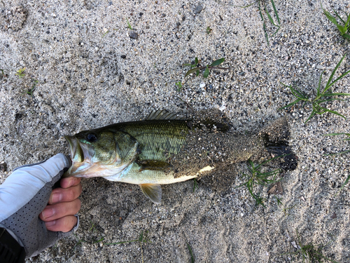 ラージマウスバスの釣果