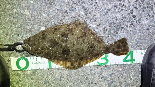 ヒラメの釣果