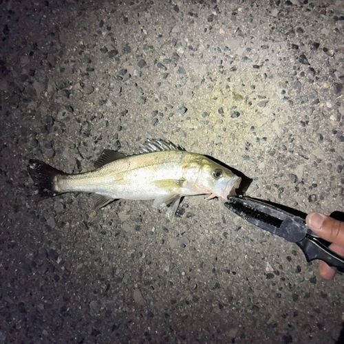 フッコ（マルスズキ）の釣果