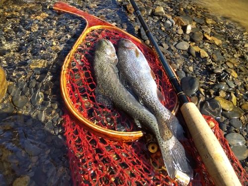 ニジマスの釣果