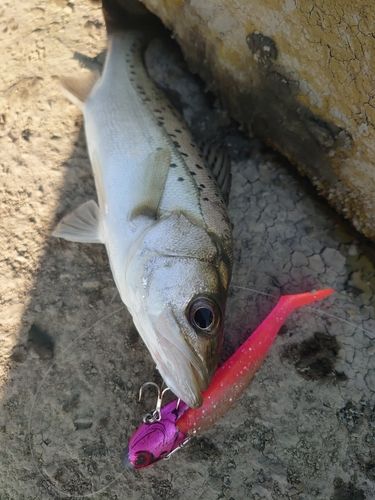 セイゴ（タイリクスズキ）の釣果