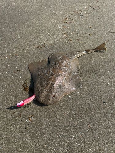 カスザメの釣果