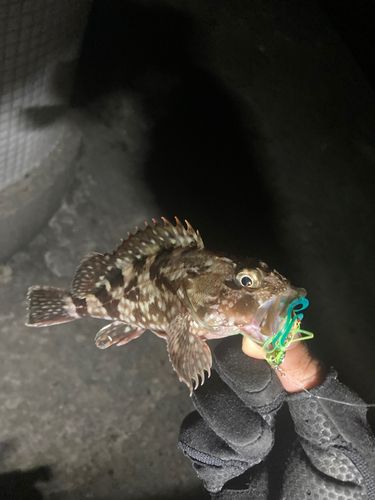 カサゴの釣果