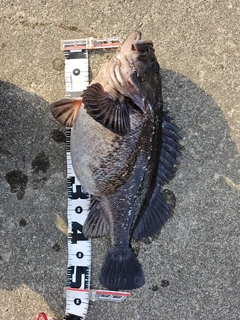 クロソイの釣果