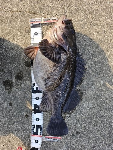 クロソイの釣果