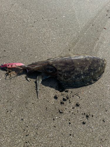 コウイカの釣果