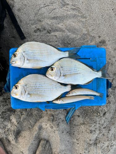 ヘダイの釣果