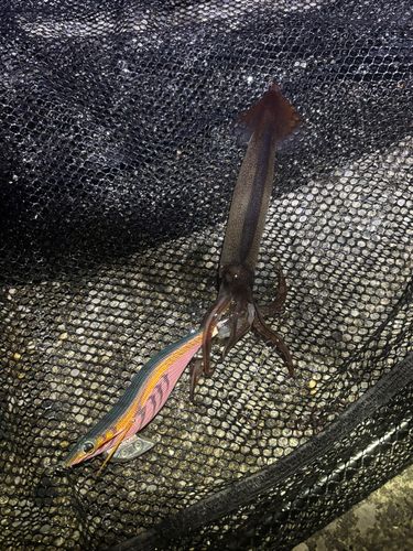 ヤリイカの釣果