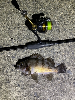 シロメバルの釣果