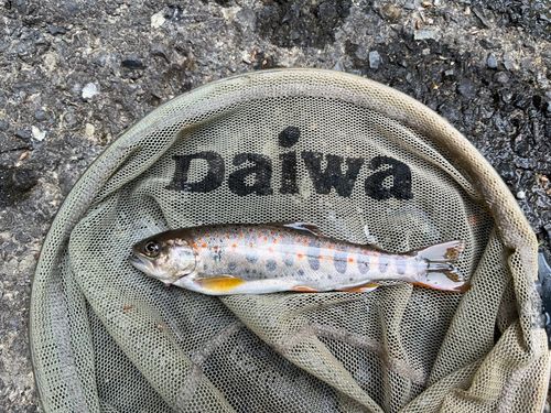 アマゴの釣果