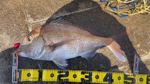 マダイの釣果