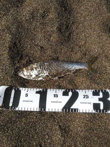 コノシロの釣果