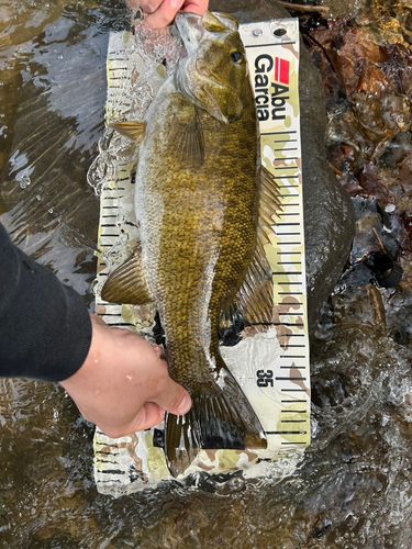 スモールマウスバスの釣果