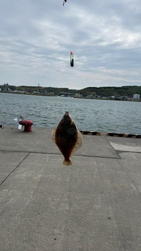 カレイの釣果