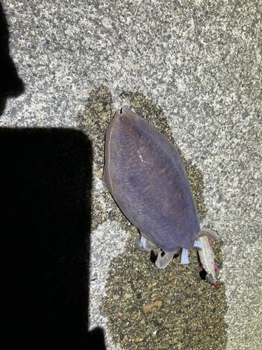 コウイカの釣果