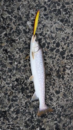 アメマスの釣果