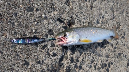アメマスの釣果