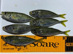 アジの釣果