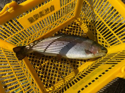 ニジマスの釣果