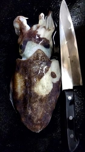 コウイカの釣果