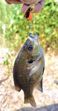 ブルーギルの釣果